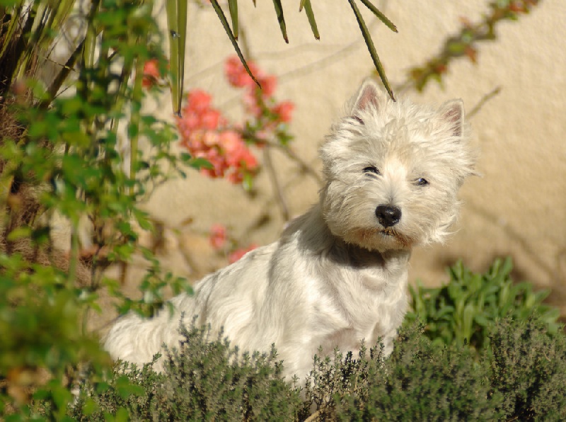 CH. Domino white des Olipins